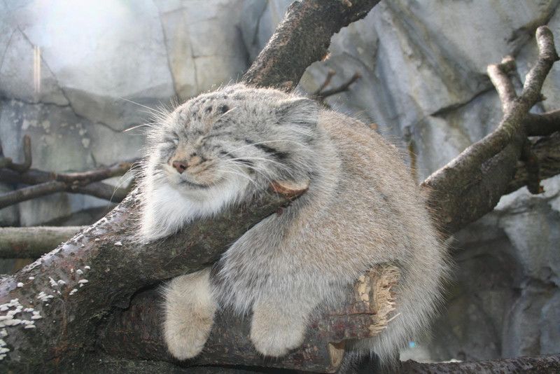 Смешные кошки прошедшей недели