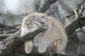 Смешные кошки прошедшей недели