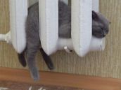 Смешные кошки прошедшей недели