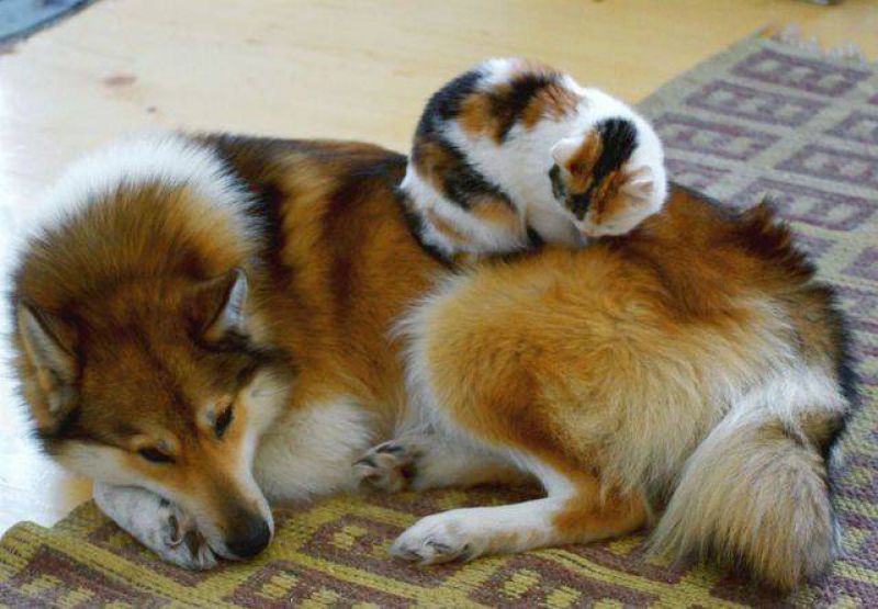 Смешные кошки прошедшей недели