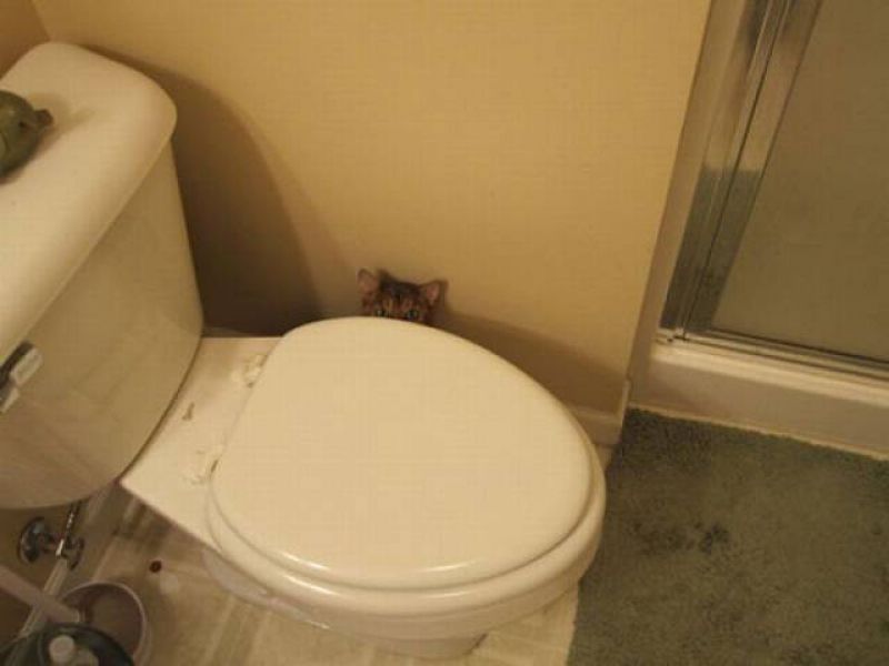 Смешные кошки прошедшей недели