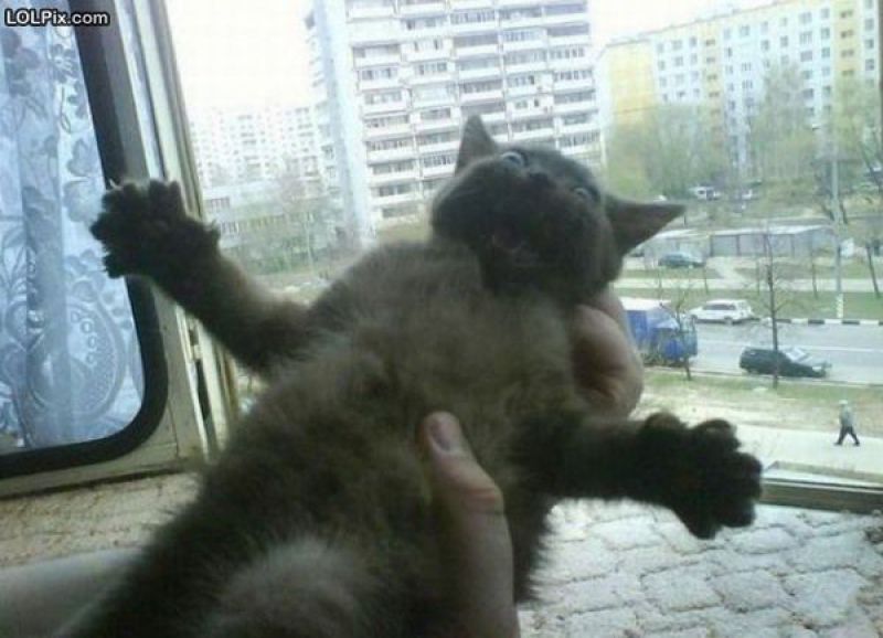 Смешные кошки прошедшей недели