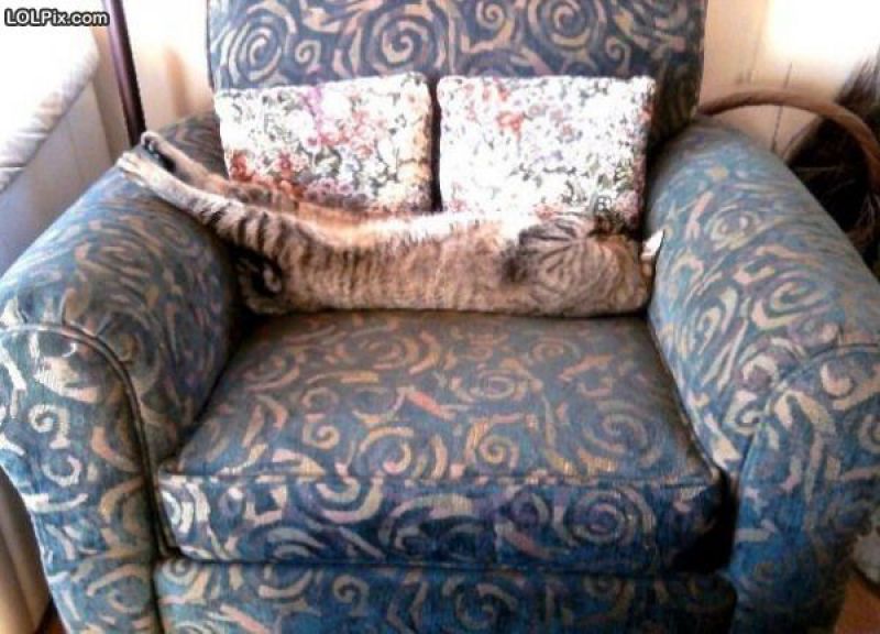 Смешные кошки прошедшей недели