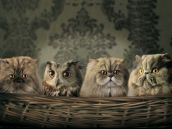 Смешные кошки прошедшей недели