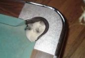 Кошки и бильярд
