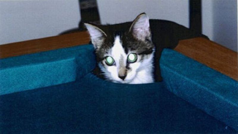 Кошки и бильярд