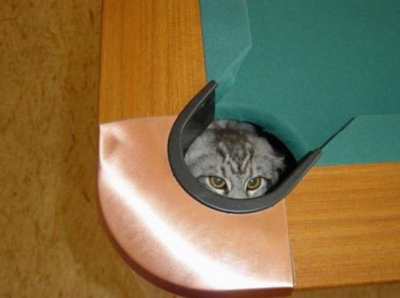 Кошки и бильярд