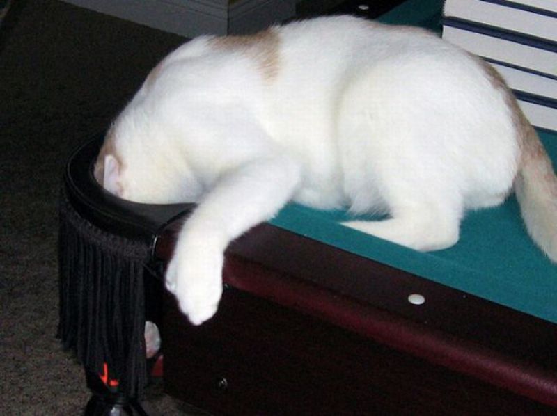 Кошки и бильярд