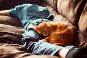Cмешные кошки прошедешей недели