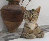 Cмешные кошки прошедешей недели