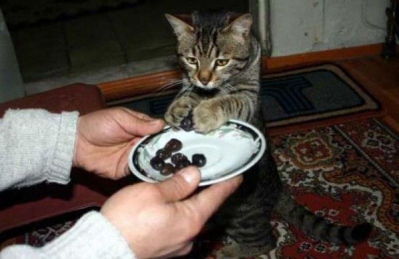 Cмешные кошки прошедешей недели