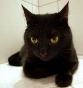 Cмешные кошки прошедешей недели