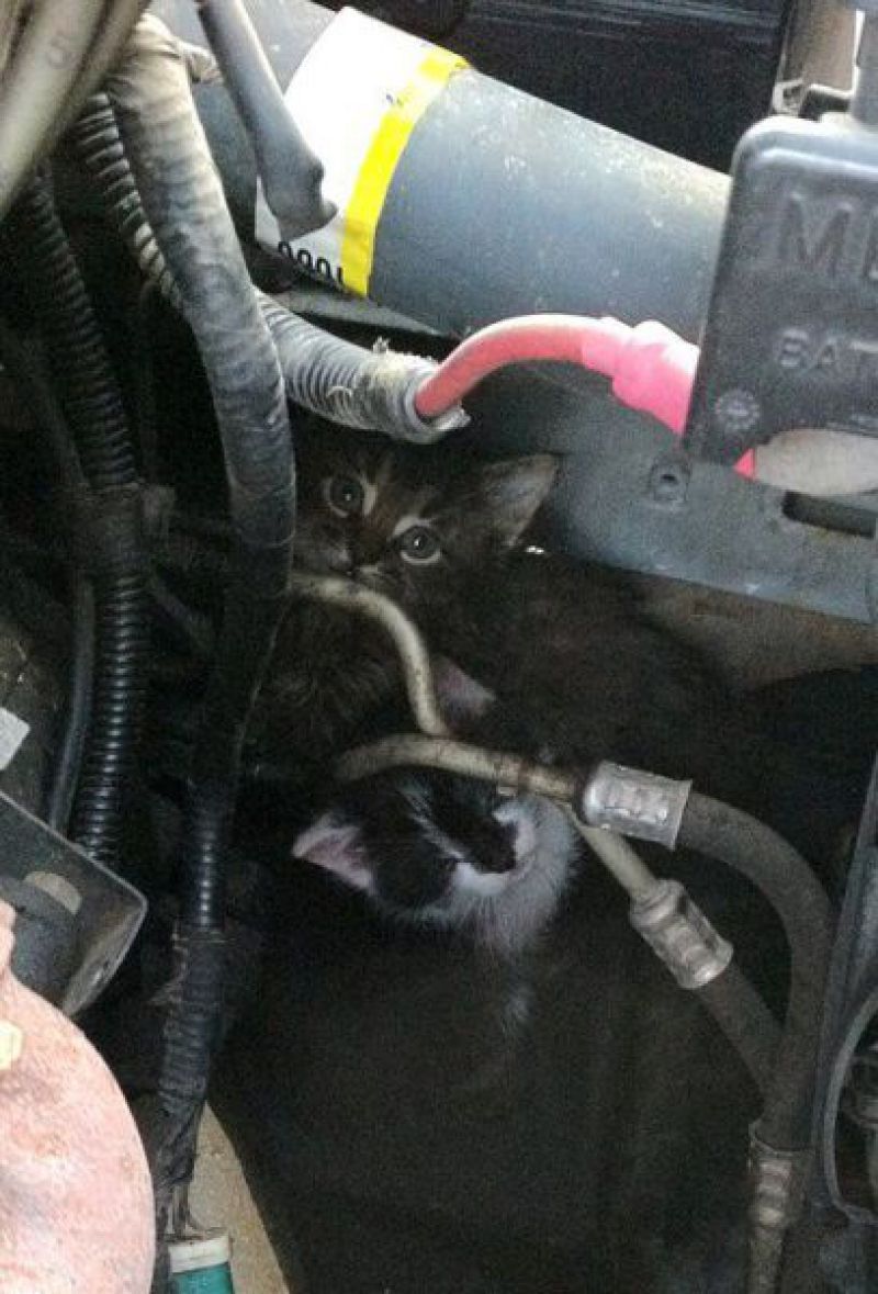 Cмешные кошки прошедешей недели