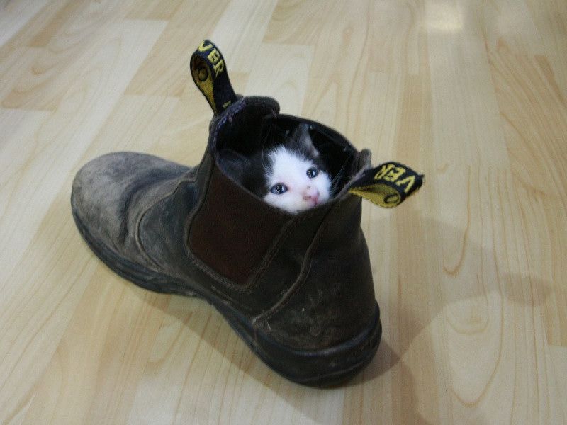 Cмешные кошки прошедешей недели