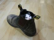 Cмешные кошки прошедешей недели