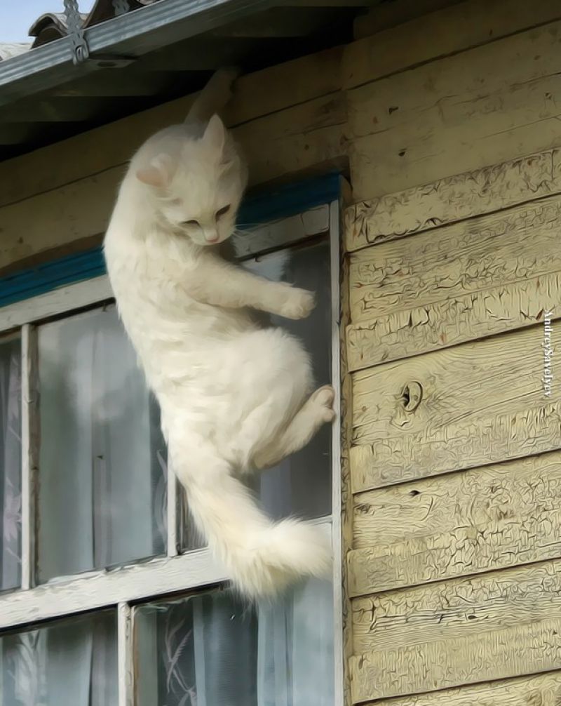 Cмешные кошки прошедешей недели