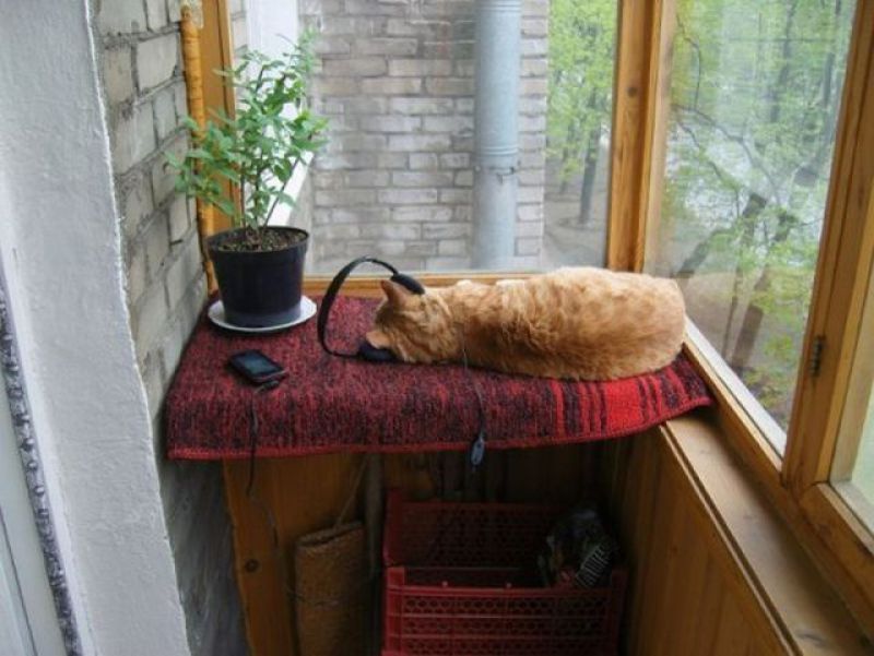 Cмешные кошки прошедешей недели