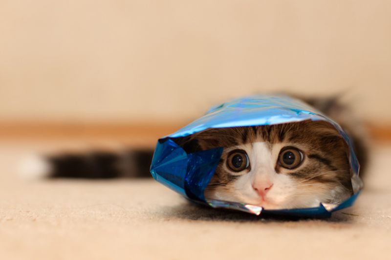 Смешные кошки недели