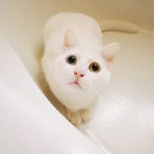 Смешные кошки недели