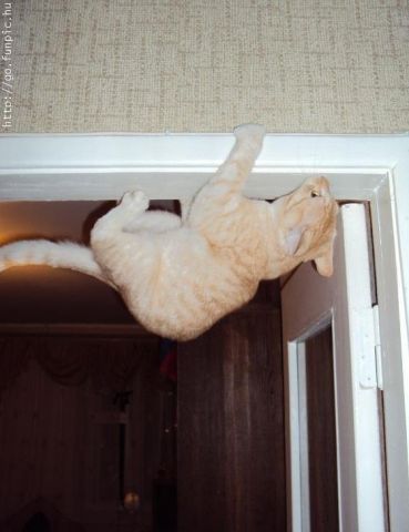 Смешные кошки недели