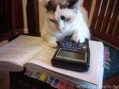 Смешные кошки недели