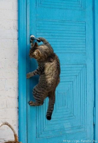 Смешные кошки недели