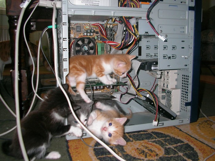 Смешные кошки недели