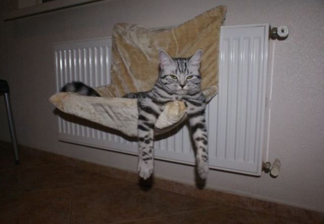 Смешные кошки недели