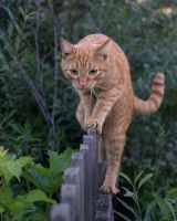 Смешные кошки недели