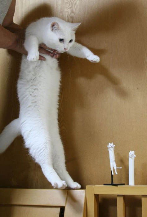 Смешные кошки недели