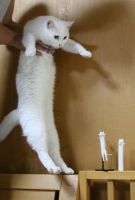 Смешные кошки недели