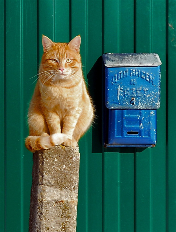 Смешные кошки недели