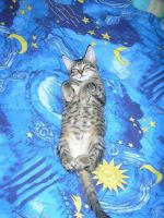 Смешные кошки недели