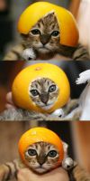 Смешные кошки недели