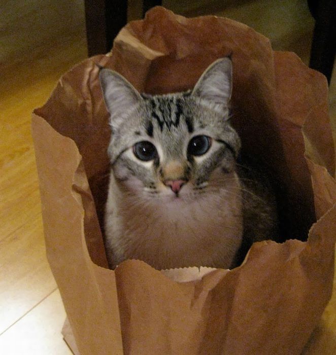 Смешные кошки недели
