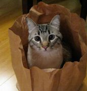 Смешные кошки недели