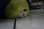 Смешные кошки недели