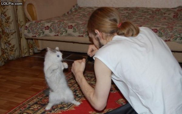 Смешные кошки прошедшей недели