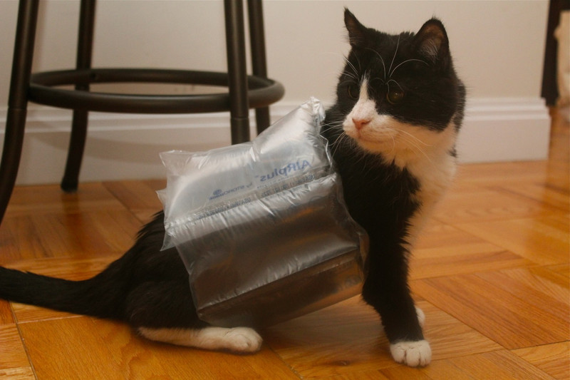 Смешные кошки прошедшей недели