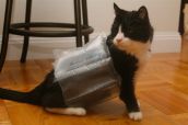Смешные кошки прошедшей недели