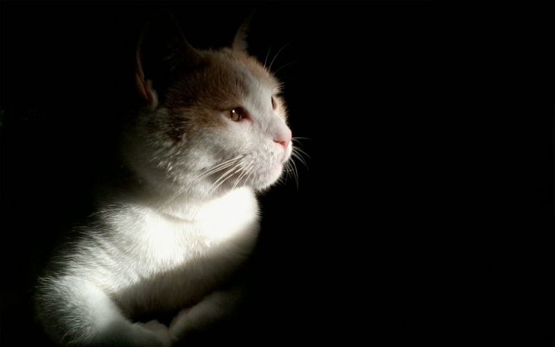 Смешные кошки прошедшей недели