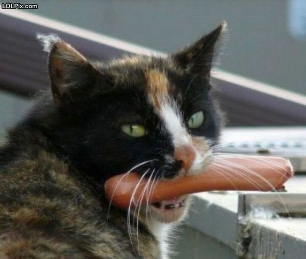 Смешные кошки прошедшей недели