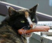 Смешные кошки прошедшей недели