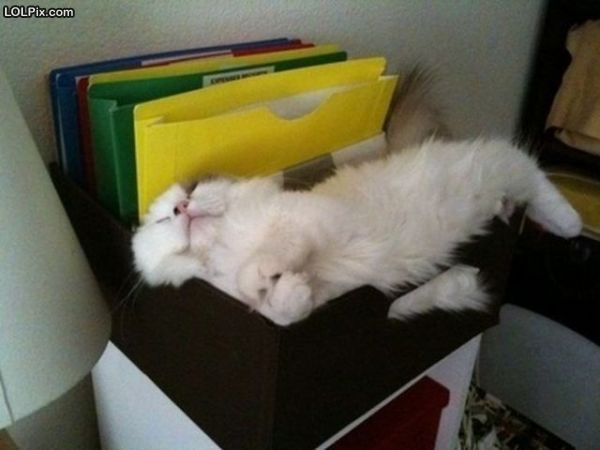 Смешные кошки прошедшей недели