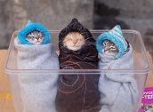 Смешные кошки прошедшей недели