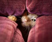 Смешные кошки прошедшей недели