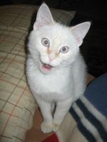 Смешные кошки прошедшей недели
