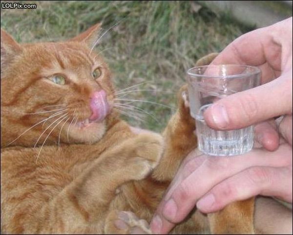Смешные кошки прошедшей недели