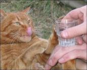 Смешные кошки прошедшей недели
