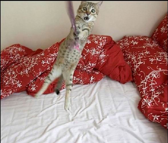 Смешные кошки недели